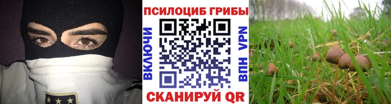 сколько стоит  Шебекино  Псилоцибиновые грибы Psilocybe 